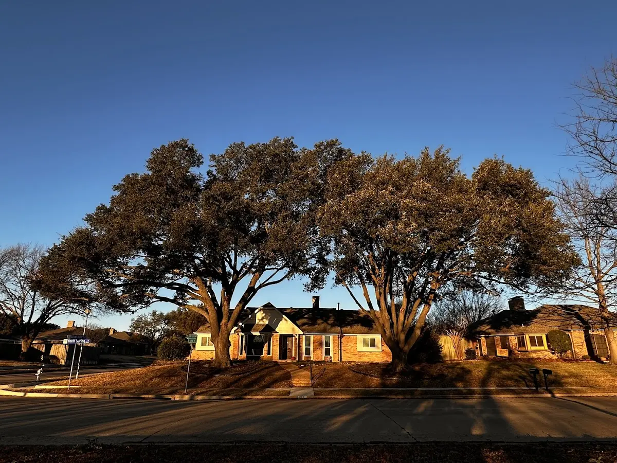 Established residential canopy tree shading a home in Berwick
